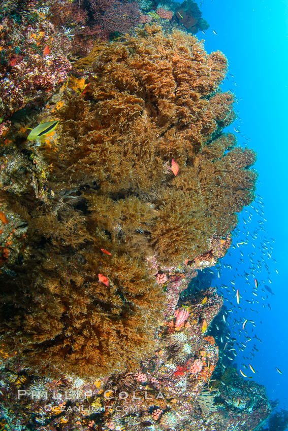Black coral on Healthy Coral Reef, Antipatharia, Sea of Cortez. Baja California, Mexico, Antipatharia, natural history stock photograph, photo id 33502