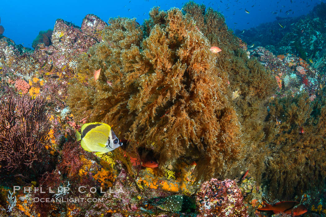 Black coral on Healthy Coral Reef, Antipatharia, Sea of Cortez. Baja California, Mexico, Antipatharia, natural history stock photograph, photo id 33503