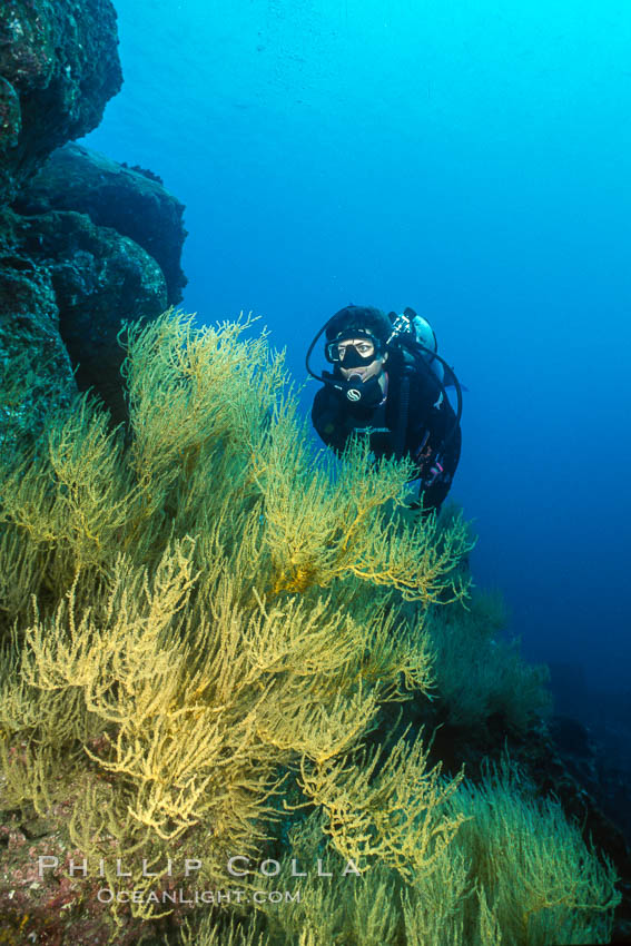 Black coral and diver. Isla Champion, Galapagos Islands, Ecuador, natural history stock photograph, photo id 36282