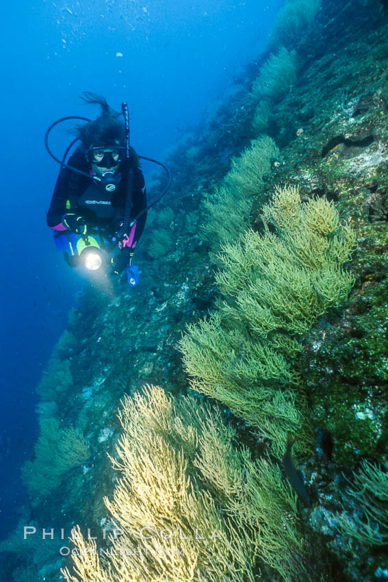 Black coral and diver. Isla Champion, Galapagos Islands, Ecuador, Antipathidae, natural history stock photograph, photo id 05704