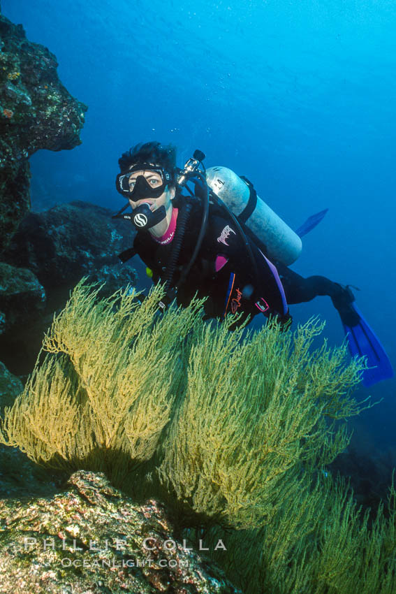 Black coral and diver. Isla Champion, Galapagos Islands, Ecuador, natural history stock photograph, photo id 36276