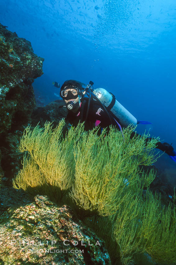 Black coral and diver. Isla Champion, Galapagos Islands, Ecuador, natural history stock photograph, photo id 36275