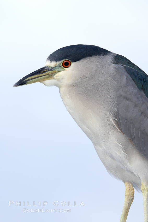 Black-crowned night heron, adult. San Diego, California, USA, Nycticorax nycticorax, natural history stock photograph, photo id 21416