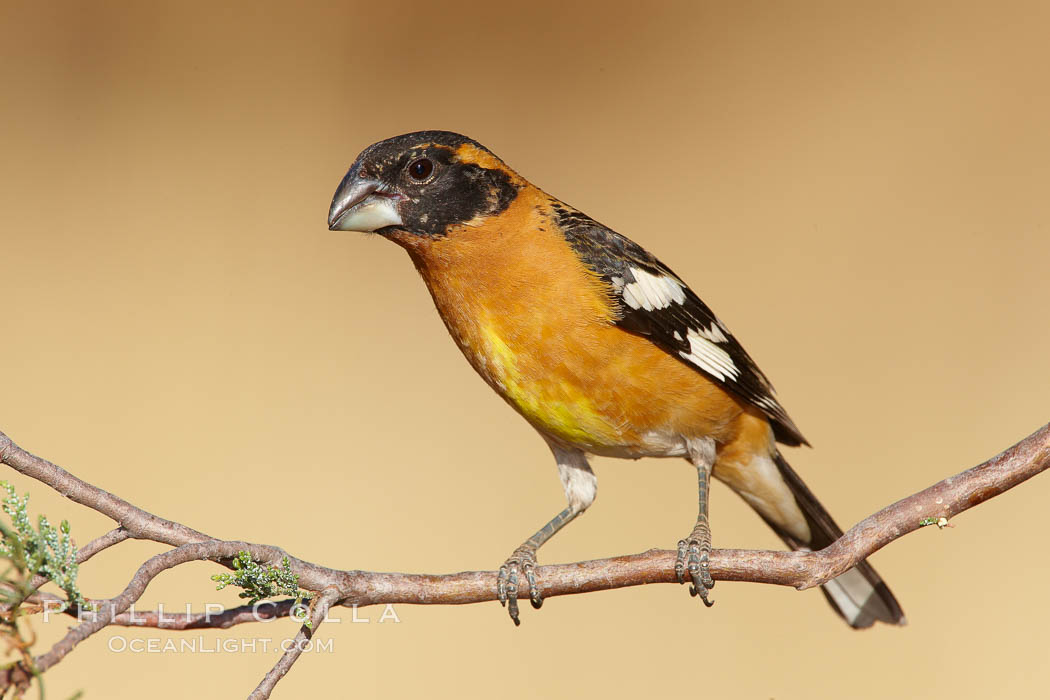 Black-headed grosbeak, male. Madera Canyon Recreation Area, Green Valley, Arizona, USA, Pheucticus melanocephalus, natural history stock photograph, photo id 22911