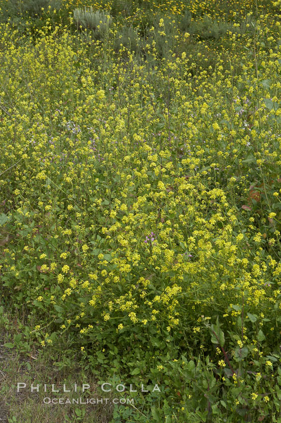 Black mustard, Batiquitos Lagoon, Carlsbad. California, USA, Brassica nigra, natural history stock photograph, photo id 11302