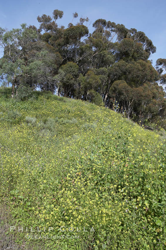 Black mustard, Batiquitos Lagoon, Carlsbad. California, USA, Brassica nigra, natural history stock photograph, photo id 11296