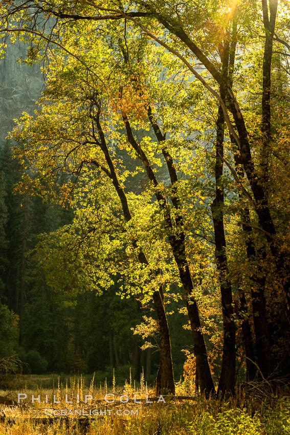 Black oaks in autumn in Yosemite National Park, fall colors, Quercus kelloggii. California, USA, Quercus kelloggii, natural history stock photograph, photo id 36460
