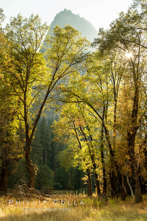 Black oaks in autumn in Yosemite National Park, fall colors, Quercus kelloggii. California, USA, Quercus kelloggii, natural history stock photograph, photo id 36459
