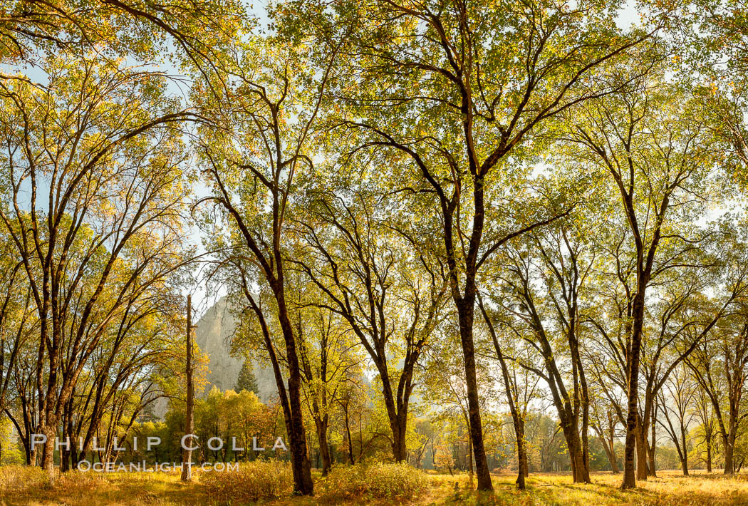 Black oaks in autumn in Yosemite National Park, fall colors, Quercus kelloggii. California, USA, Quercus kelloggii, natural history stock photograph, photo id 36463