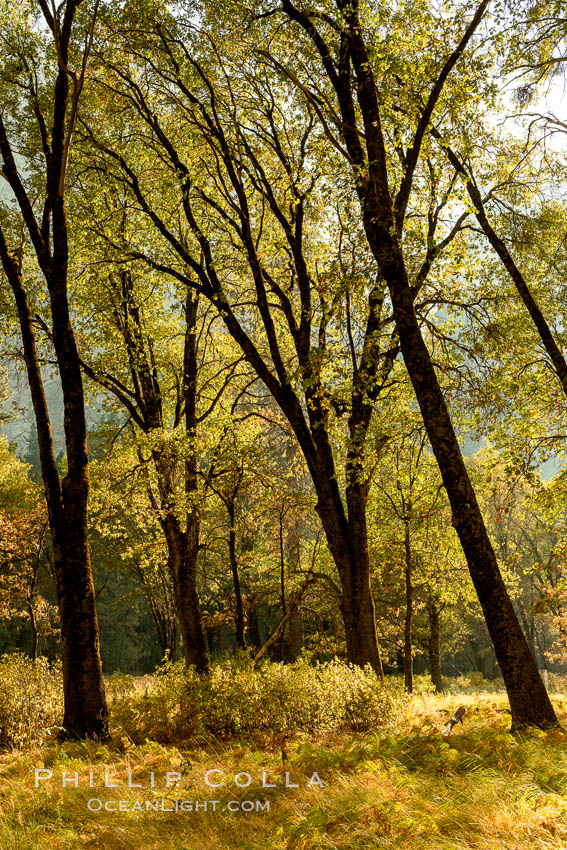 Black oaks in autumn in Yosemite National Park, fall colors, Quercus kelloggii. California, USA, Quercus kelloggii, natural history stock photograph, photo id 36461