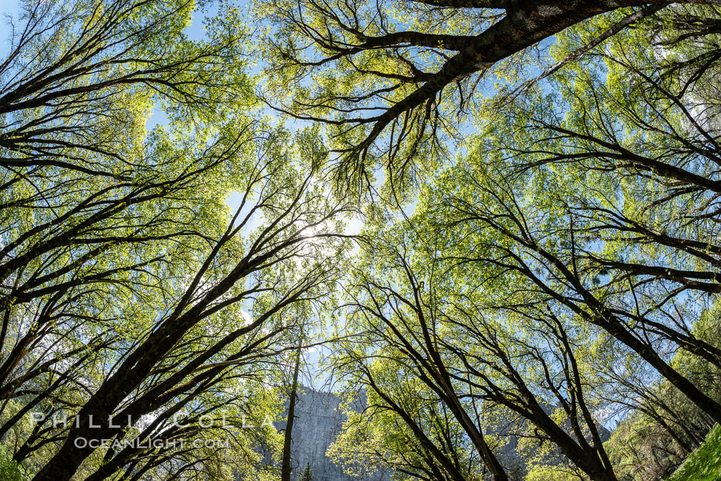 Black Oaks below El Capitan, Quercus kelloggii, El Capitan meadow, Yosemite Valley. Yosemite National Park, California, USA, Quercus kelloggii, natural history stock photograph, photo id 34557