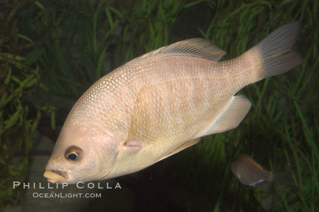 Black perch., Embiotoca jacksoni, natural history stock photograph, photo id 07936