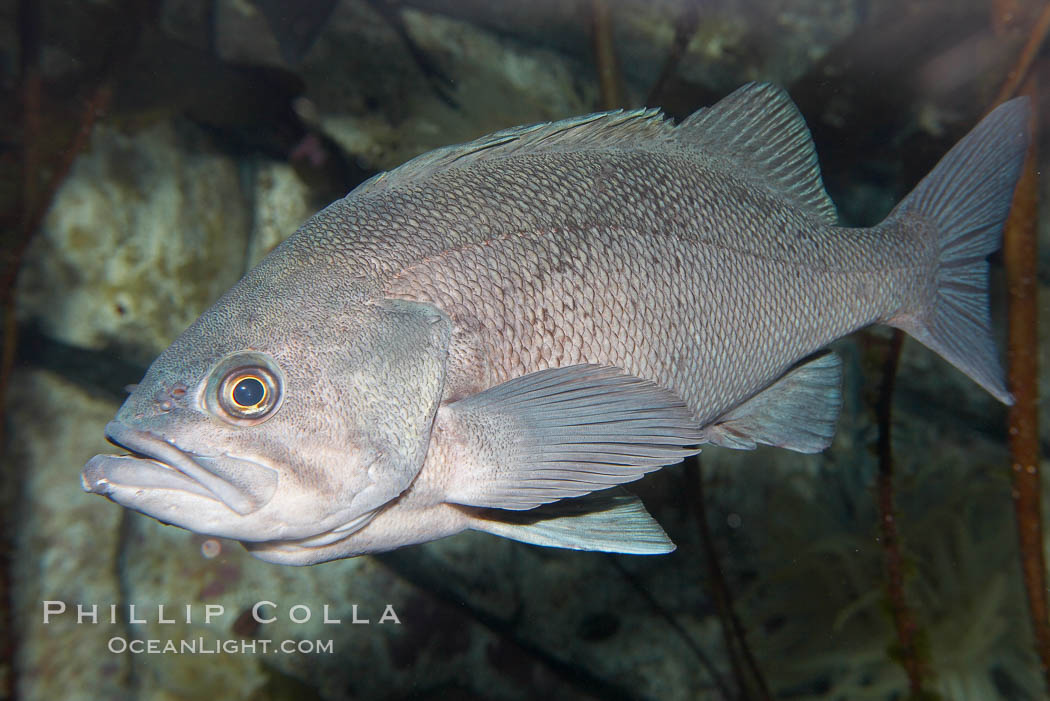 Black rockfish., Sebastes melanops, natural history stock photograph, photo id 19004