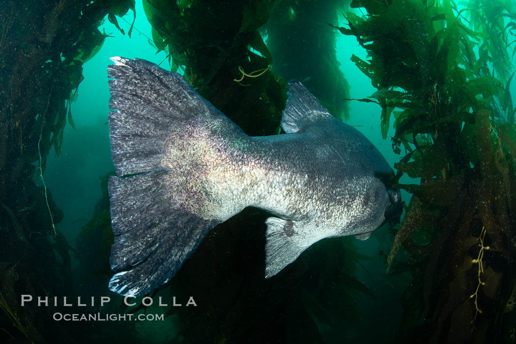 Giant black sea bass, endangered species, reaching up to 8' in length and 500 lbs, amid giant kelp forest. Catalina Island, California, USA., Stereolepis gigas, natural history stock photograph, photo id 34618