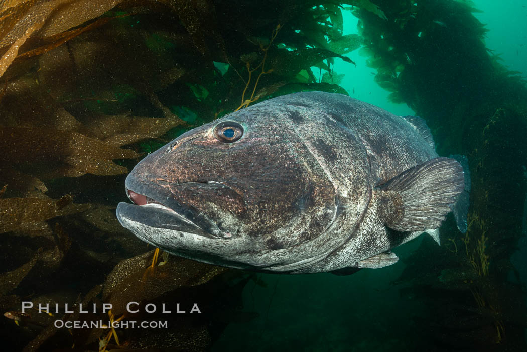 Giant black sea bass, endangered species, reaching up to 8' in length and 500 lbs, amid giant kelp forest. Catalina Island, California, USA, Stereolepis gigas
