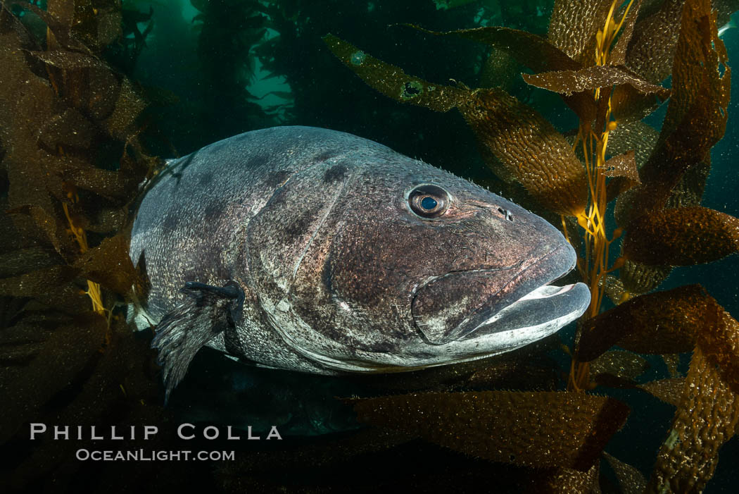 Giant black sea bass, endangered species, reaching up to 8' in length and 500 lbs, amid giant kelp forest. Catalina Island, California, USA., Stereolepis gigas, natural history stock photograph, photo id 34619