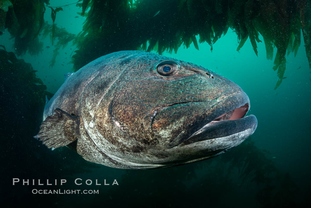 Giant black sea bass, endangered species, reaching up to 8' in length and 500 lbs, amid giant kelp forest. Catalina Island, California, USA., Stereolepis gigas, natural history stock photograph, photo id 34617