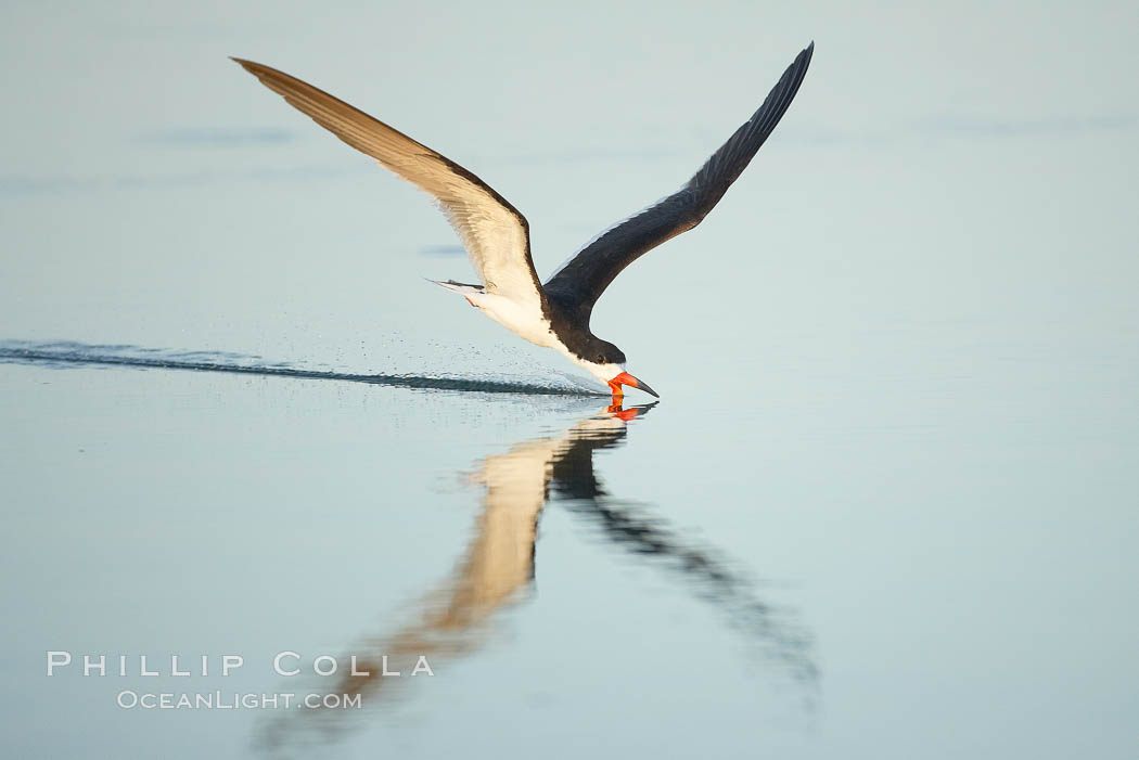 Black skimmer forages by flying over shallow water with its lower mandible dipping below the surface for small fish, Rynchops niger, San Diego Bay National Wildlife Refuge