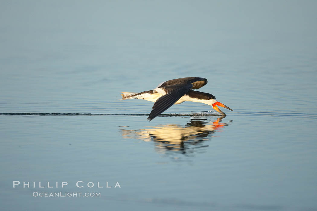 Black skimmer forages by flying over shallow water with its lower mandible dipping below the surface for small fish. San Diego Bay National Wildlife Refuge, California, USA, Rynchops niger, natural history stock photograph, photo id 17442