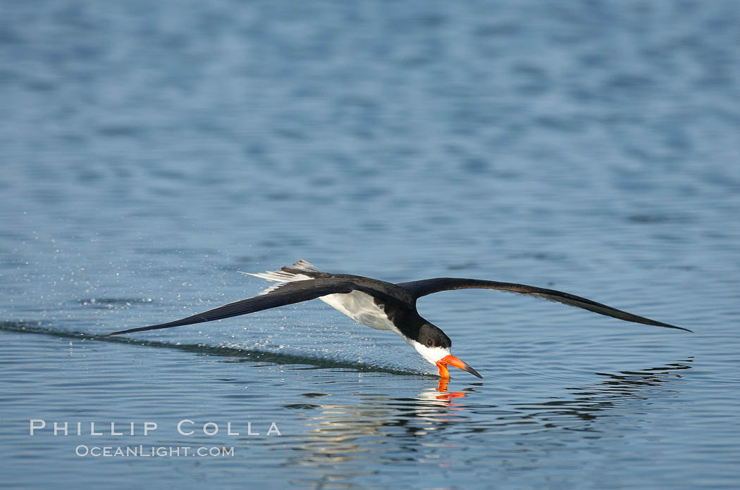 Black skimmer forages by flying over shallow water with its lower mandible dipping below the surface for small fish. San Diego Bay National Wildlife Refuge, California, USA, Rynchops niger, natural history stock photograph, photo id 17436