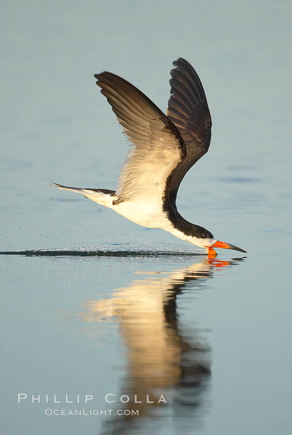 Black skimmer forages by flying over shallow water with its lower mandible dipping below the surface for small fish. San Diego Bay National Wildlife Refuge, California, USA, Rynchops niger, natural history stock photograph, photo id 17421