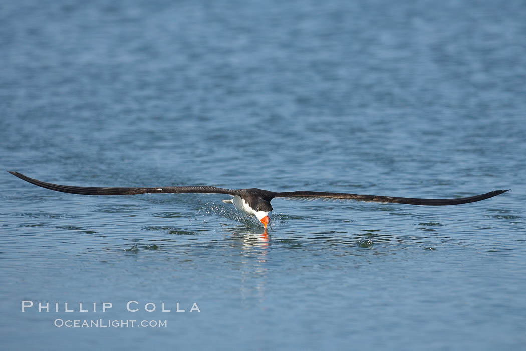 Black skimmer forages by flying over shallow water with its lower mandible dipping below the surface for small fish. San Diego Bay National Wildlife Refuge, California, USA, Rynchops niger, natural history stock photograph, photo id 17433