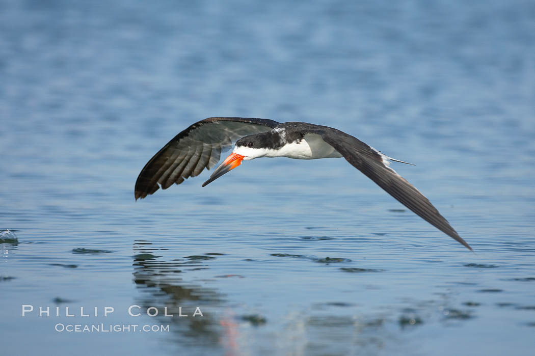 Black skimmer forages by flying over shallow water with its lower mandible dipping below the surface for small fish. San Diego Bay National Wildlife Refuge, California, USA, Rynchops niger, natural history stock photograph, photo id 17422