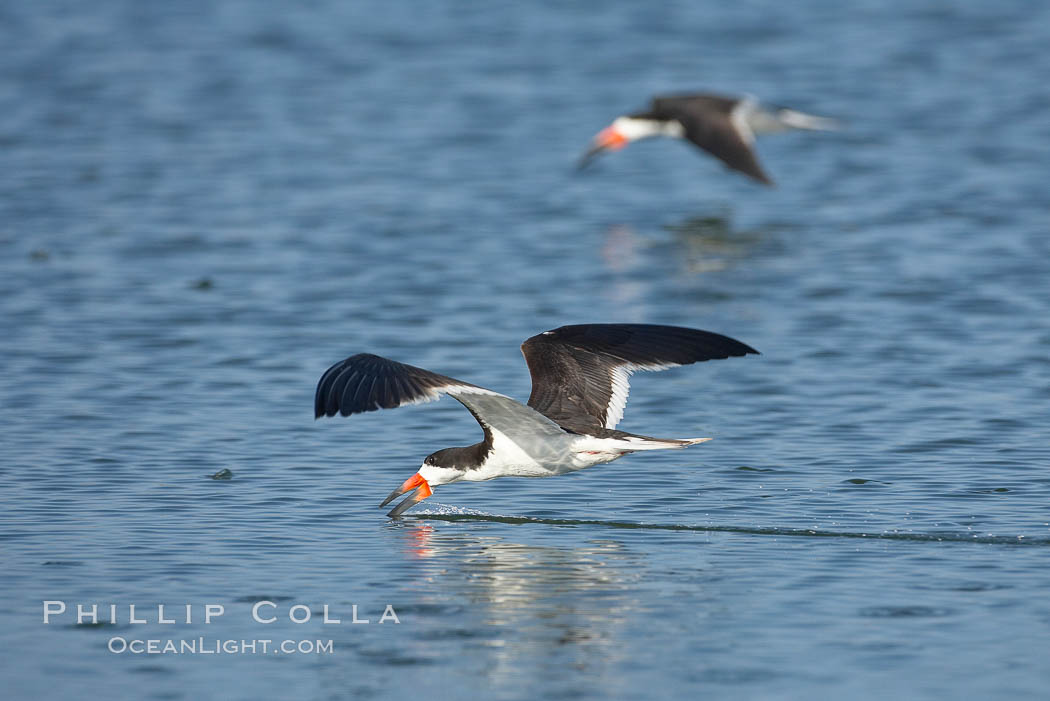 Black skimmer forages by flying over shallow water with its lower mandible dipping below the surface for small fish. San Diego Bay National Wildlife Refuge, California, USA, Rynchops niger, natural history stock photograph, photo id 17434