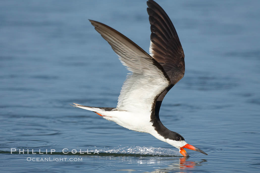 Black skimmer forages by flying over shallow water with its lower mandible dipping below the surface for small fish, Rynchops niger, San Diego Bay National Wildlife Refuge