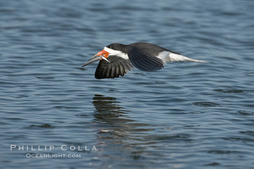 Black skimmer forages by flying over shallow water with its lower mandible dipping below the surface for small fish. San Diego Bay National Wildlife Refuge, California, USA, Rynchops niger, natural history stock photograph, photo id 17431