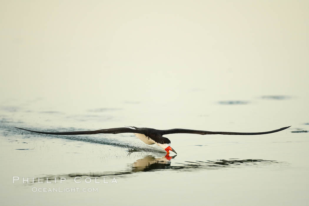 Black skimmer forages by flying over shallow water with its lower mandible dipping below the surface for small fish. San Diego Bay National Wildlife Refuge, California, USA, Rynchops niger, natural history stock photograph, photo id 17443