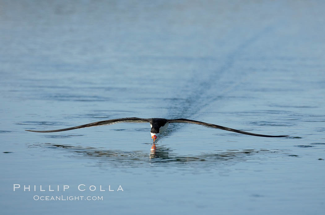 Black skimmer forages by flying over shallow water with its lower mandible dipping below the surface for small fish. San Diego Bay National Wildlife Refuge, California, USA, Rynchops niger, natural history stock photograph, photo id 17425