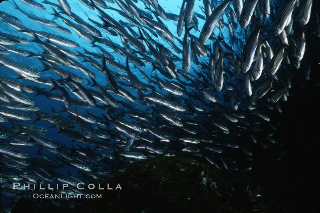 Black-striped salema. Isla Champion, Galapagos Islands, Ecuador, Xenocys jessiae, natural history stock photograph, photo id 02741