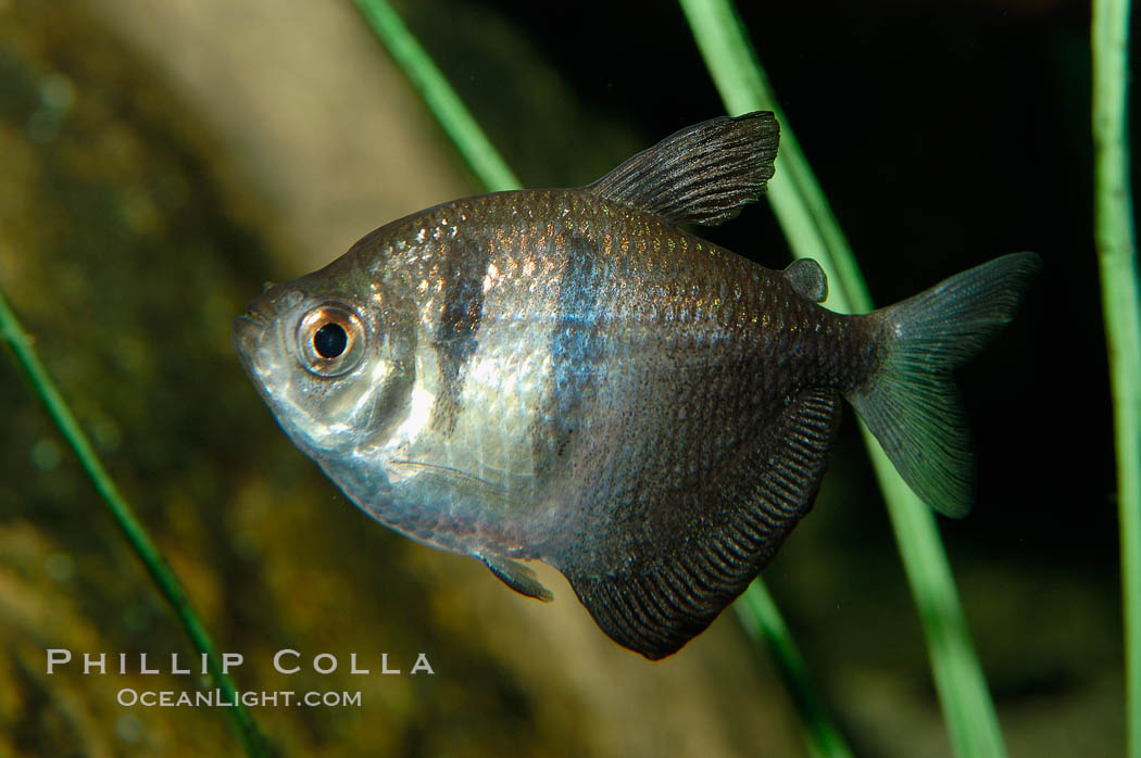 Black tetra, a freshwater fish native to the Paraguay and Guapore river basins in South America., Gymnocorymbus ternetzi, natural history stock photograph, photo id 09328
