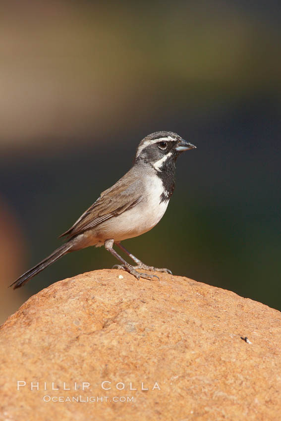 Black-throated sparrow. Amado, Arizona, USA, Amphispiza bilineata, natural history stock photograph, photo id 22956