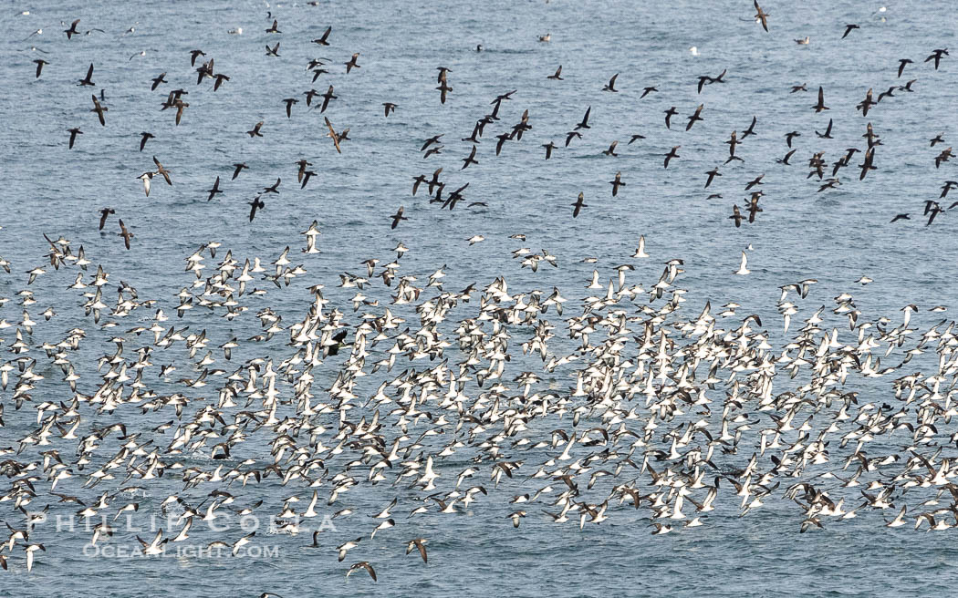 Black-Vented Shearwater Flock over the Ocean, gathered in large numbers to feed on a bait ball near La Jolla. California, USA, natural history stock photograph, photo id 40021