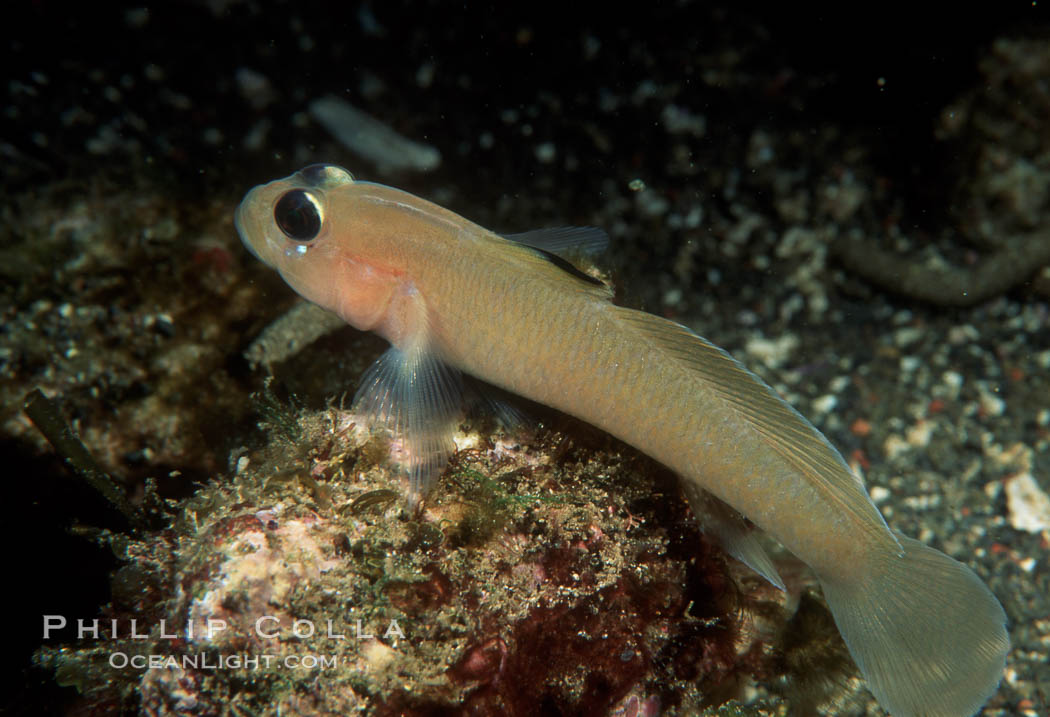 Blackeye Goby. San Clemente Island, California, USA, Rhinogobiops nicholsii, natural history stock photograph, photo id 02018