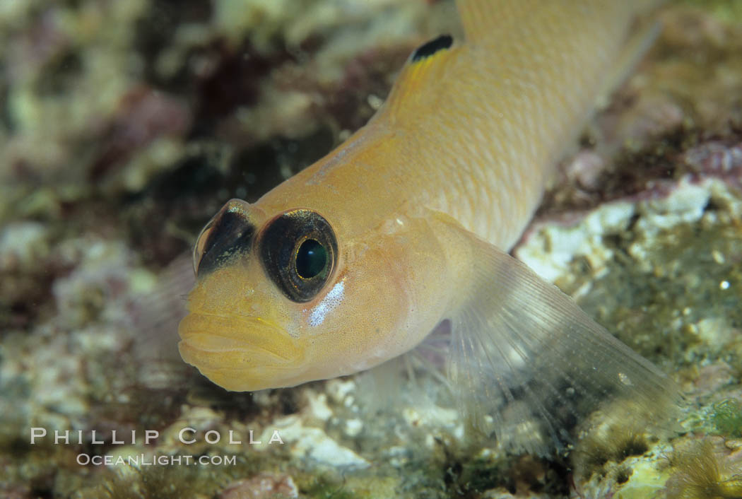 Blackeye goby. Catalina Island, California, USA, Rhinogobiops nicholsii, natural history stock photograph, photo id 04799