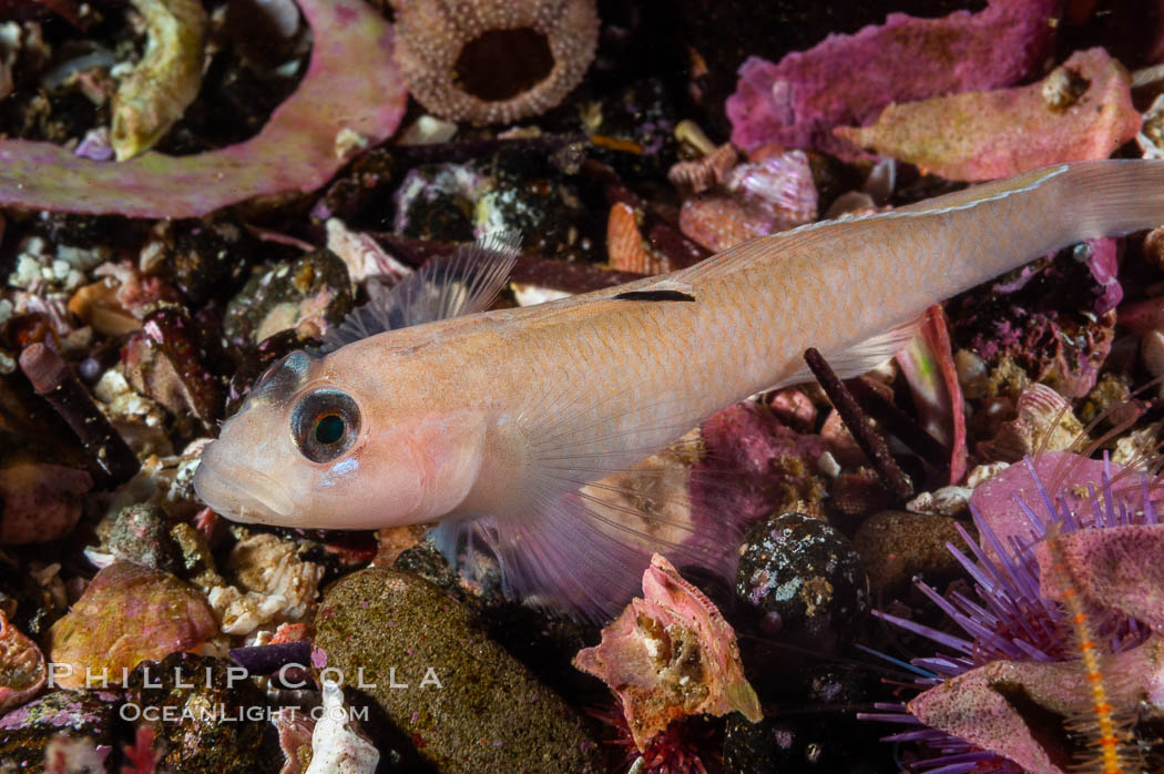 Blackeye goby. Santa Barbara Island, California, USA, Rhinogobiops nicholsii, natural history stock photograph, photo id 10185