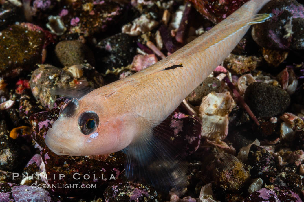 Blackeye goby. Santa Barbara Island, California, USA, Rhinogobiops nicholsii, natural history stock photograph, photo id 10186