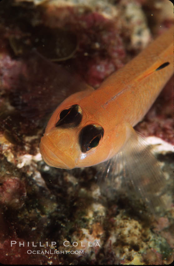 Blackeye goby. Catalina Island, California, USA, Rhinogobiops nicholsii, natural history stock photograph, photo id 04800