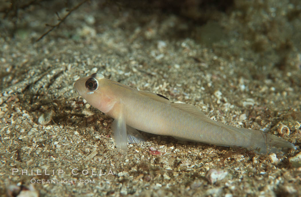 Blackeye goby. Catalina Island, California, USA, Rhinogobiops nicholsii, natural history stock photograph, photo id 01027