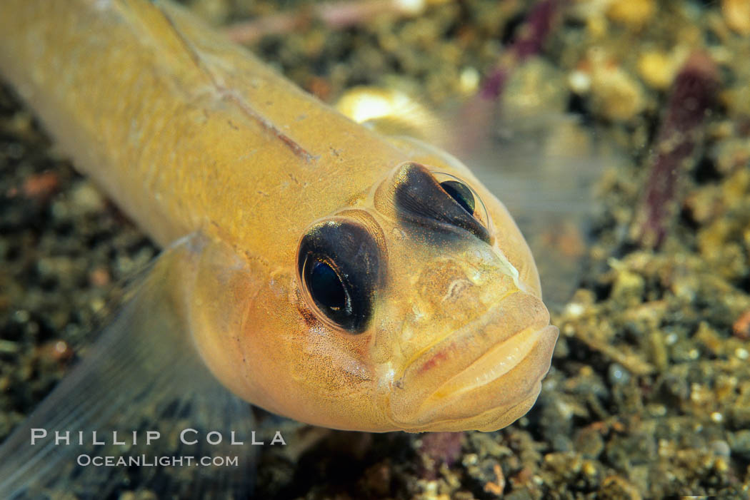 Blackeye Goby. San Clemente Island, California, USA, Rhinogobiops nicholsii, natural history stock photograph, photo id 02019