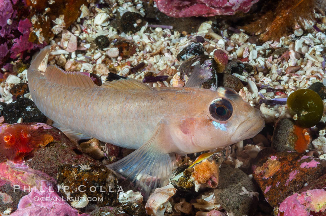 Blackeye goby. Santa Barbara Island, California, USA, Rhinogobiops nicholsii, natural history stock photograph, photo id 10183