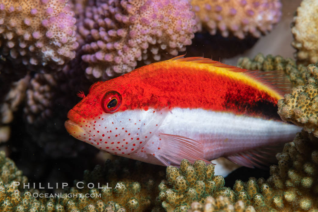 Blackside hawkfish on hard coral, Paracirrhites forsteri, close-up, Fiji. Namena Marine Reserve, Namena Island, Paracirrhites forsteri, natural history stock photograph, photo id 34942