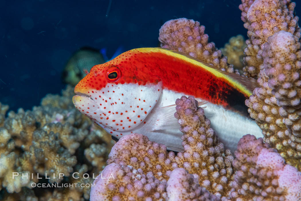 Blackside hawkfish on hard coral, Paracirrhites forsteri, close-up, Fiji. Namena Marine Reserve, Namena Island, Paracirrhites forsteri, natural history stock photograph, photo id 35002