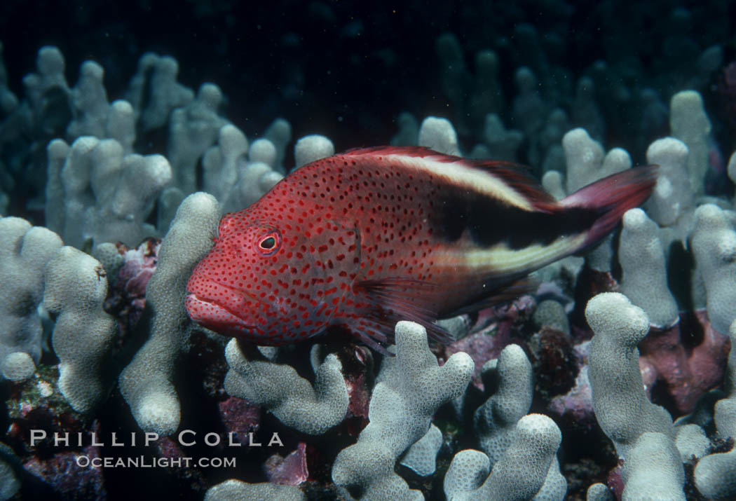 Blackside hawkfish. Maui, Hawaii, USA, Paracirrhites forsteri, natural history stock photograph, photo id 05196