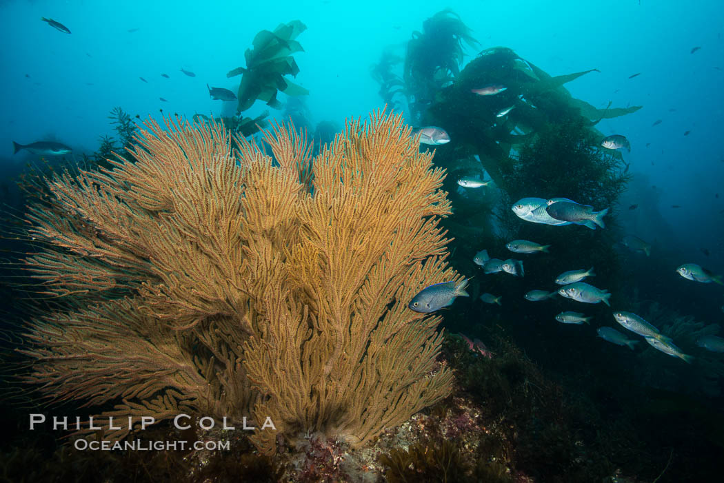 Blacksmith Chromis and California golden gorgonian on underwater rocky reef, San Clemente Island. The golden gorgonian is a filter-feeding temperate colonial species that lives on the rocky bottom at depths between 50 to 200 feet deep. Each individual polyp is a distinct animal, together they secrete calcium that forms the structure of the colony. Gorgonians are oriented at right angles to prevailing water currents to capture plankton drifting by. USA, Chromis punctipinnis, Muricea californica, natural history stock photograph, photo id 30866