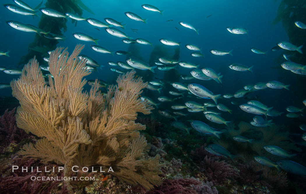 Blacksmith Chromis and California golden gorgonian on underwater rocky reef, San Clemente Island. The golden gorgonian is a filter-feeding temperate colonial species that lives on the rocky bottom at depths between 50 to 200 feet deep. Each individual polyp is a distinct animal, together they secrete calcium that forms the structure of the colony. Gorgonians are oriented at right angles to prevailing water currents to capture plankton drifting by. USA, Chromis punctipinnis, Muricea californica, natural history stock photograph, photo id 30894