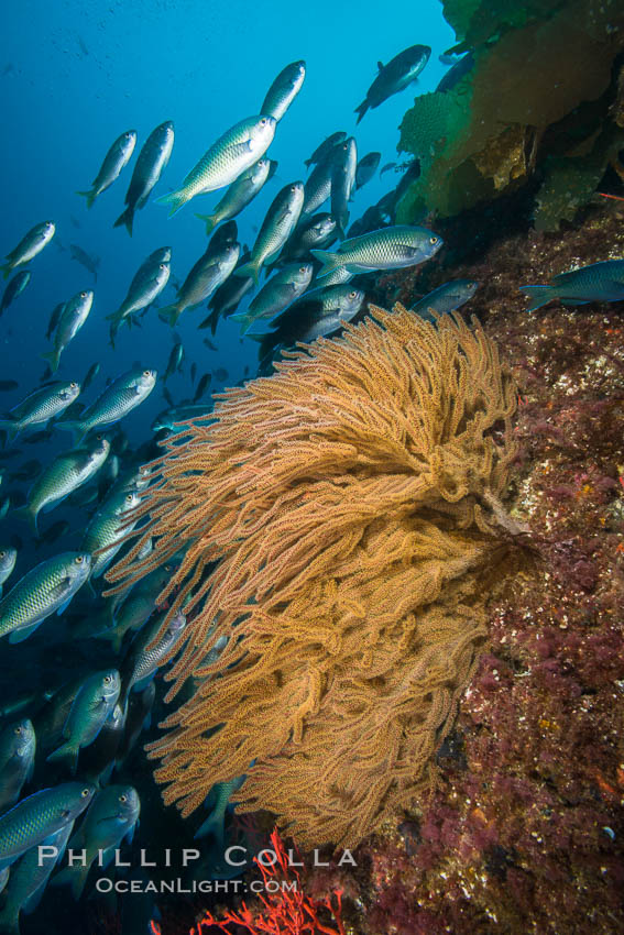 Blacksmith Chromis and California golden gorgonian on underwater rocky reef, San Clemente Island. The golden gorgonian is a filter-feeding temperate colonial species that lives on the rocky bottom at depths between 50 to 200 feet deep. Each individual polyp is a distinct animal, together they secrete calcium that forms the structure of the colony. Gorgonians are oriented at right angles to prevailing water currents to capture plankton drifting by. USA, Chromis punctipinnis, Muricea californica, natural history stock photograph, photo id 30956